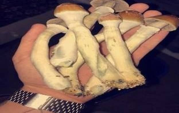 Buy Psilocybe Cubensis (Magic Mushrooms)